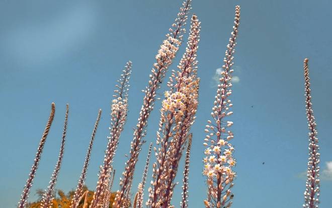קבלת שבת וחג הסוכות